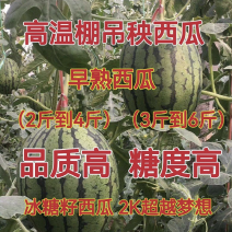 L600西瓜早熟西瓜潍坊吊瓜袖珍小西瓜冰糖籽小吊瓜