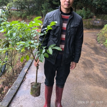 黑榄树苗嫁接苗油榄乌榄苗