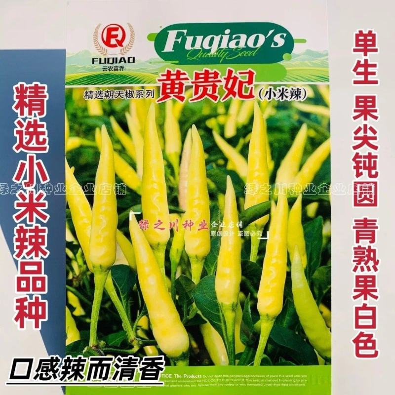 黄白色朝天椒种子大果小米辣种子特辣香泡椒种子单生朝天辣椒