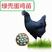 福建天牧禽苗常年供应五黑绿壳蛋鸡苗，脱温绿壳蛋鸡苗