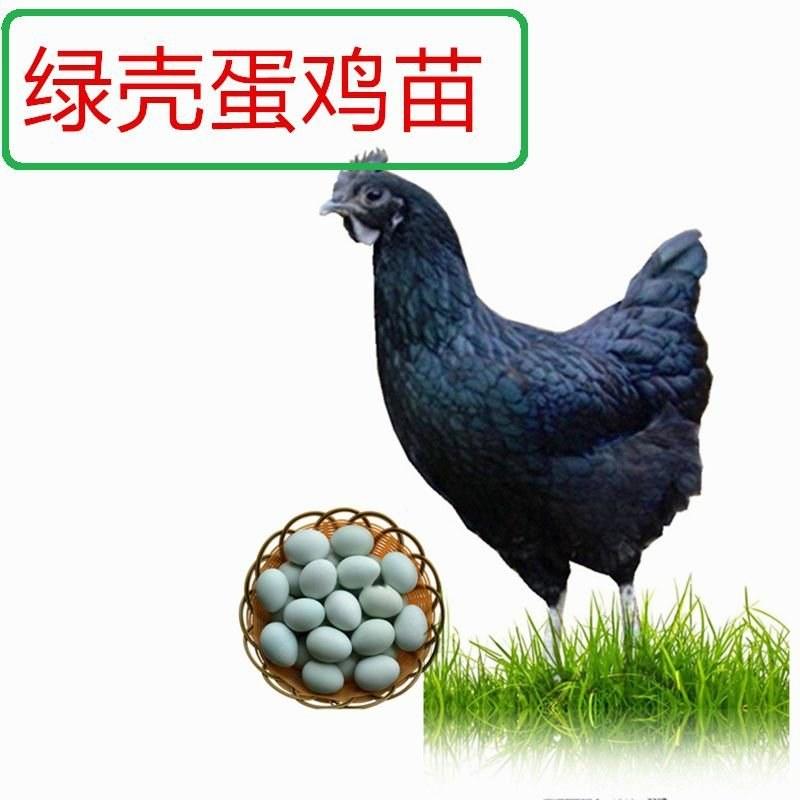 福建天牧禽苗常年供应五黑绿壳蛋鸡苗，脱温绿壳蛋鸡苗