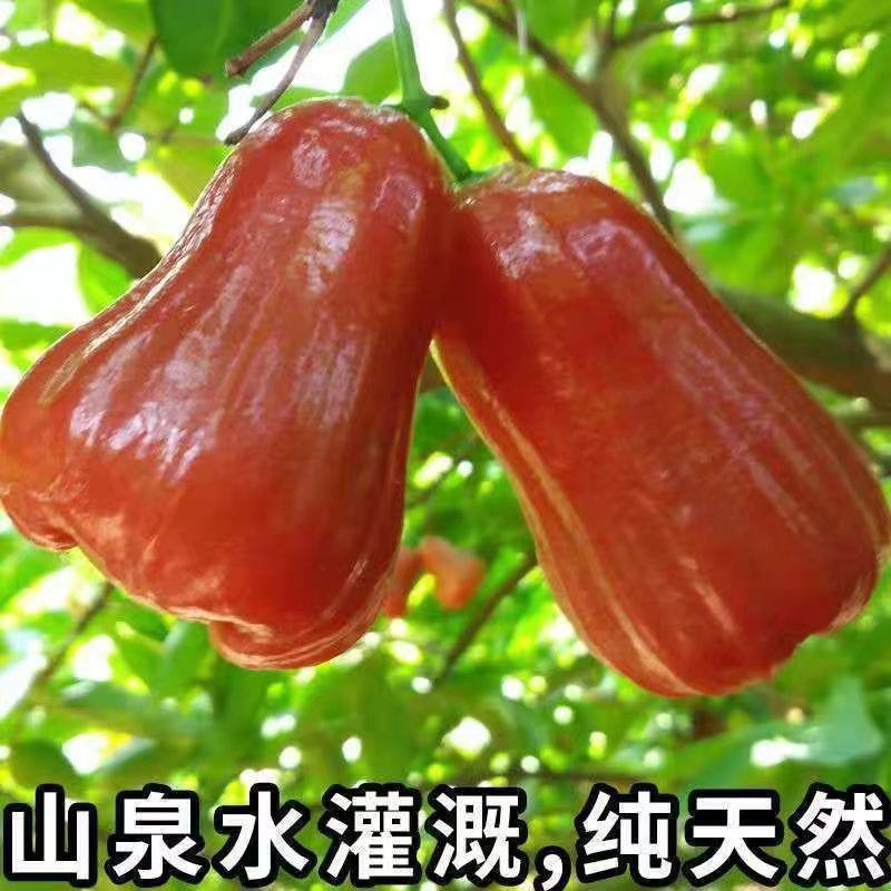 【顺丰到家】海南精选黑金刚莲雾礼盒装热带新鲜水果多汁包邮