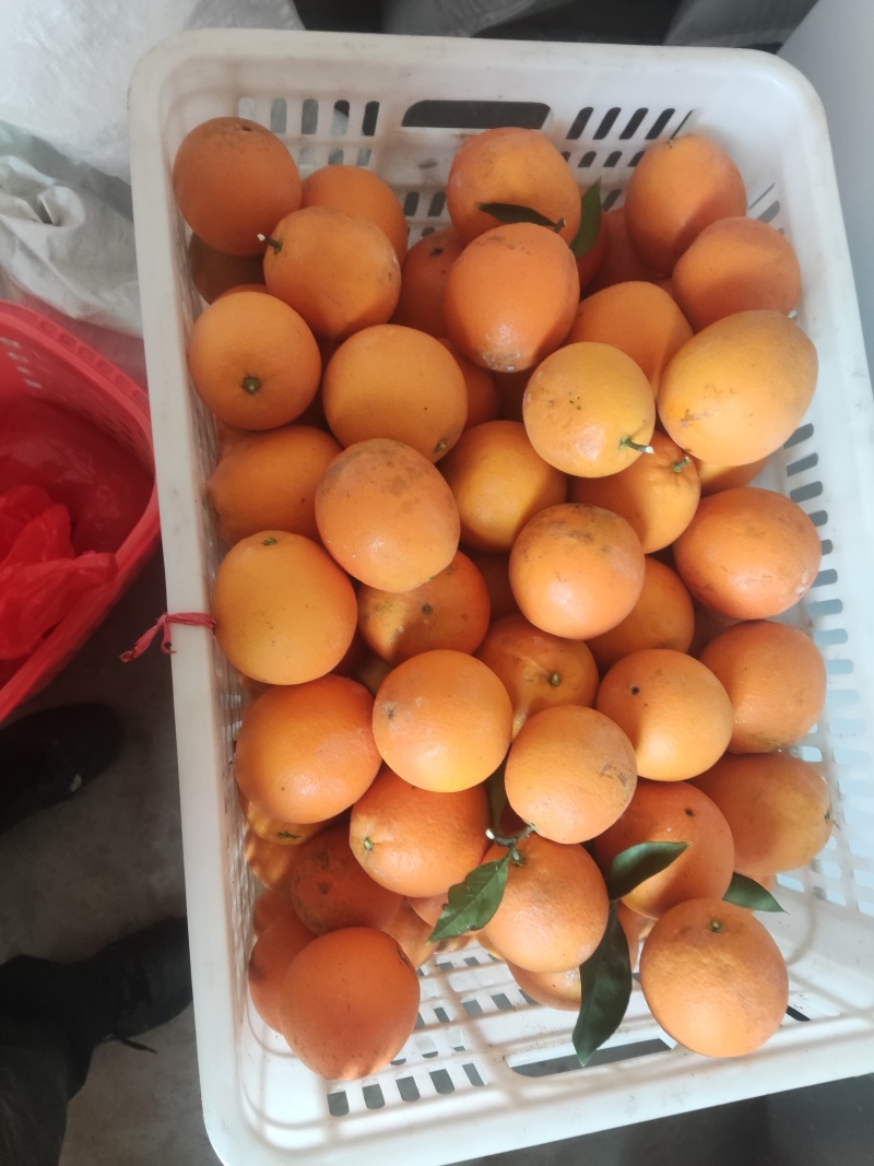 赣南脐橙批发