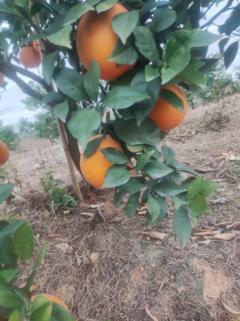 赣南脐橙批发