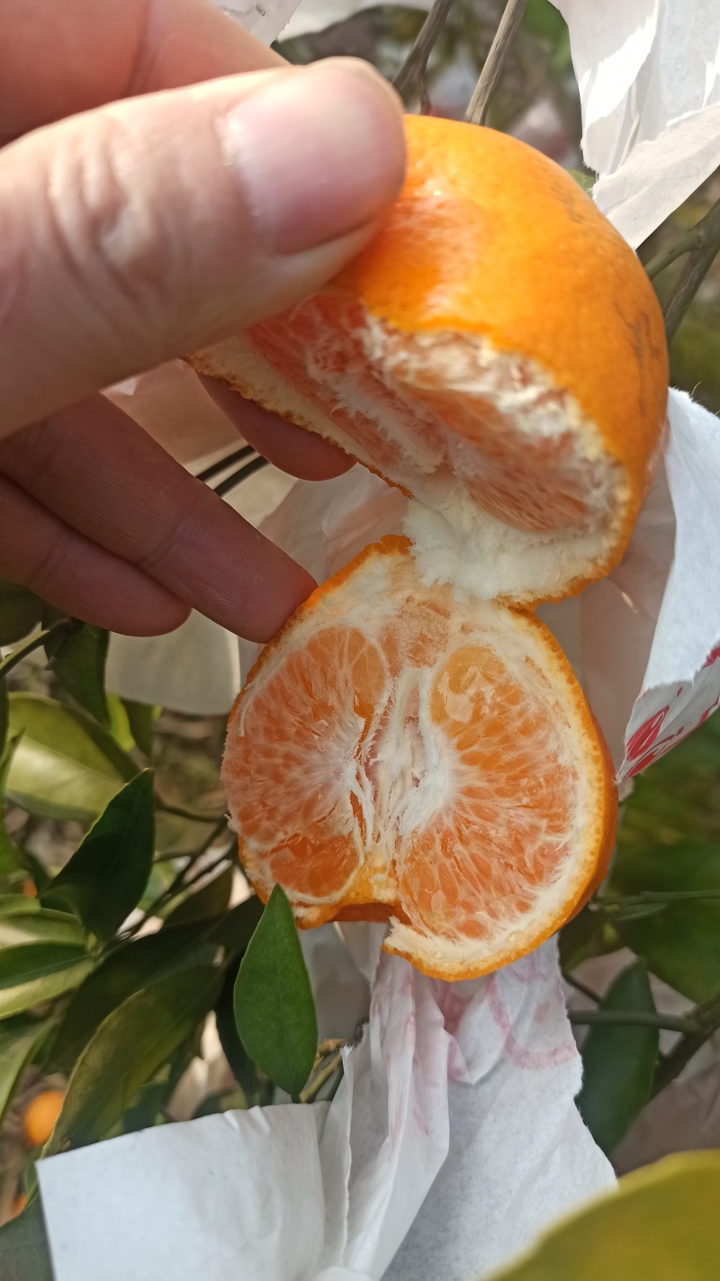 四川纯甜耙耙柑大量上市