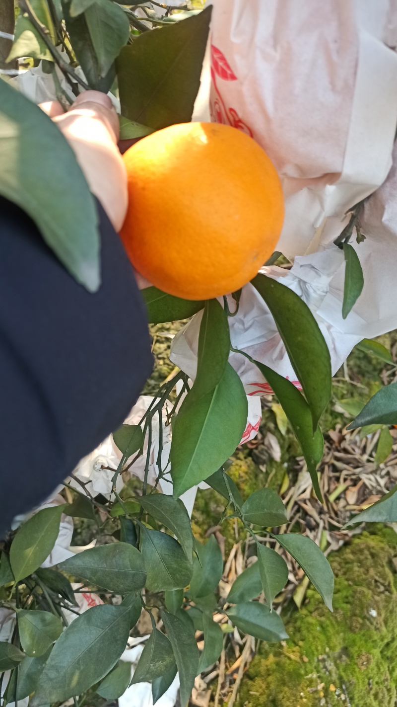 四川纯甜耙耙柑大量上市
