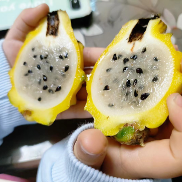 新鲜采摘海南燕窝果麒麟果超甜孕妇黄心火龙果