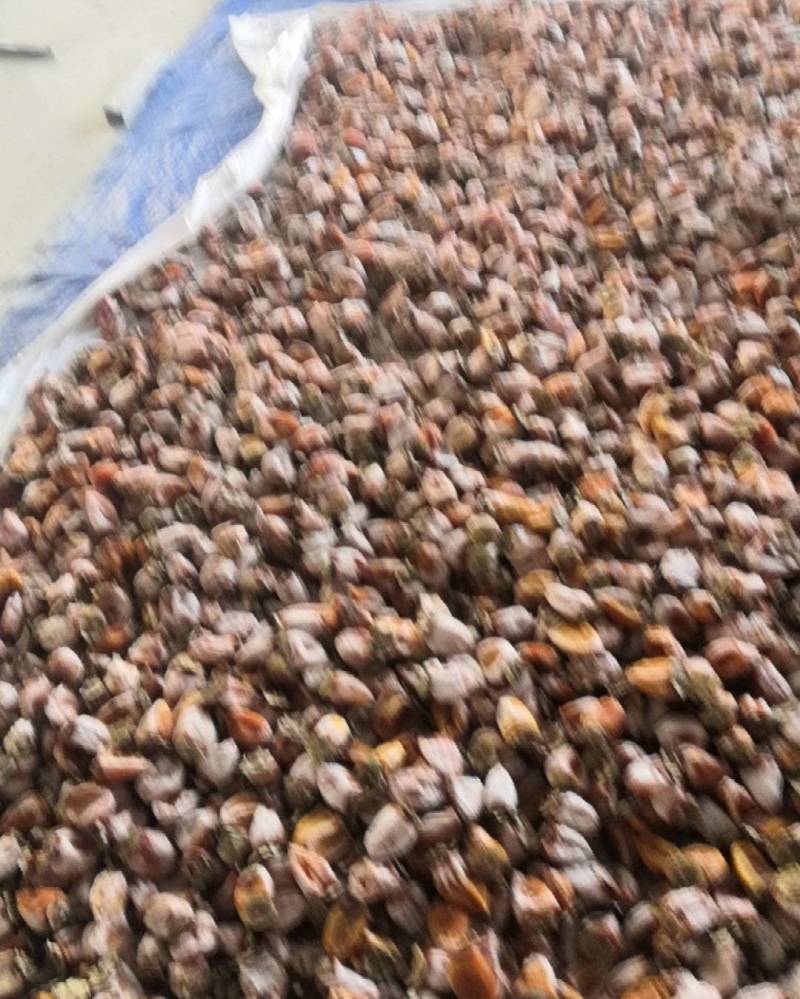 柿饼