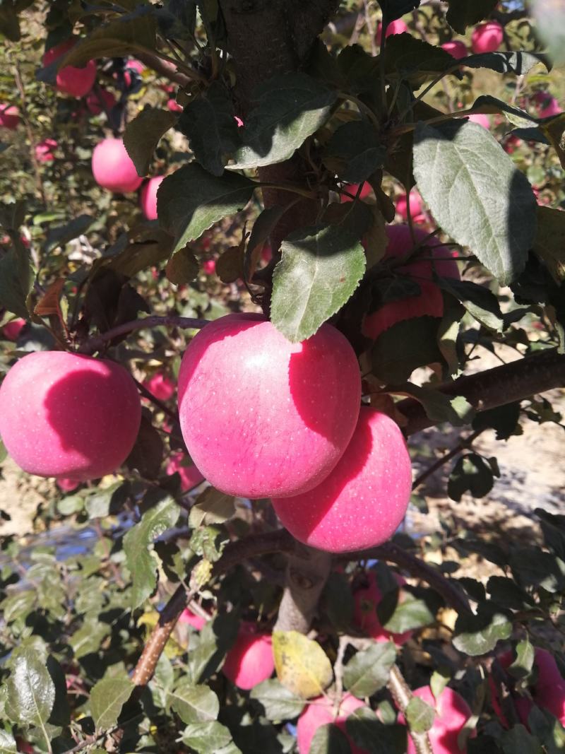 甘肃平凉静宁红富士苹果/苹果大量供应新鲜采摘对接全国市场