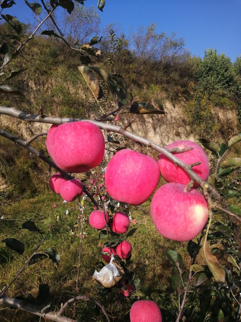 甘肃平凉静宁红富士苹果/苹果大量供应新鲜采摘对接全国市场