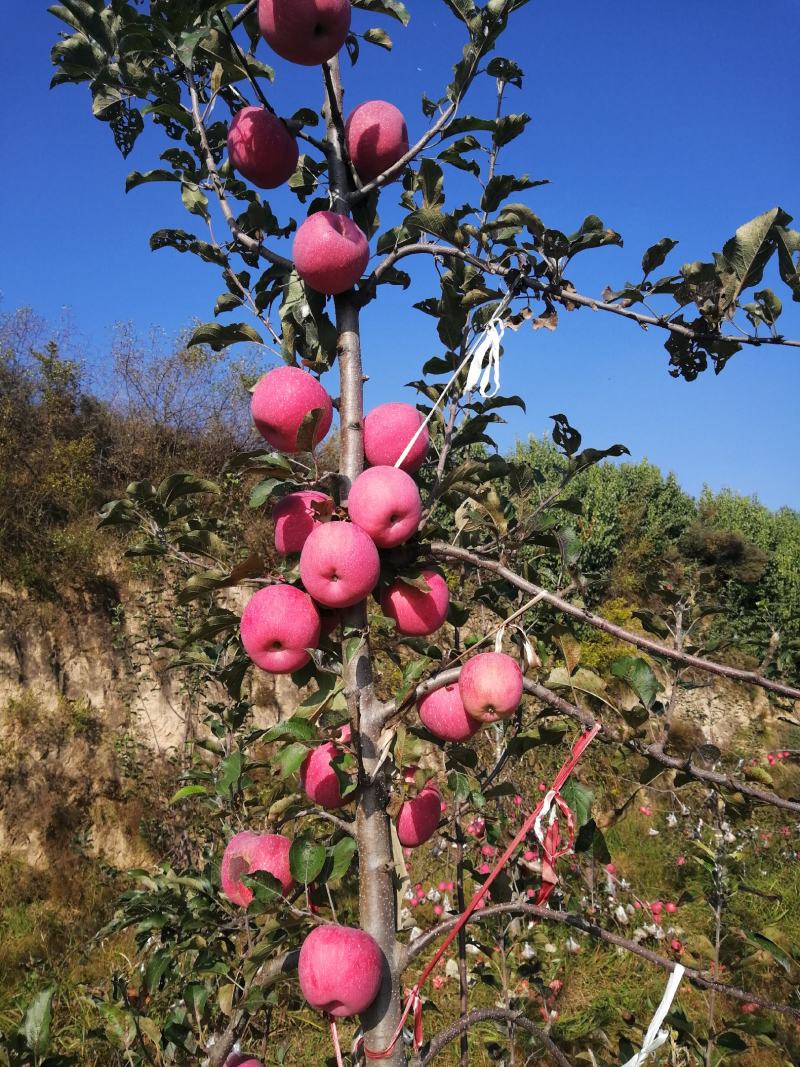 甘肃平凉静宁红富士苹果/苹果大量供应新鲜采摘对接全国市场