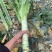 精品杆子，产地直发，大量现货，欢迎合作