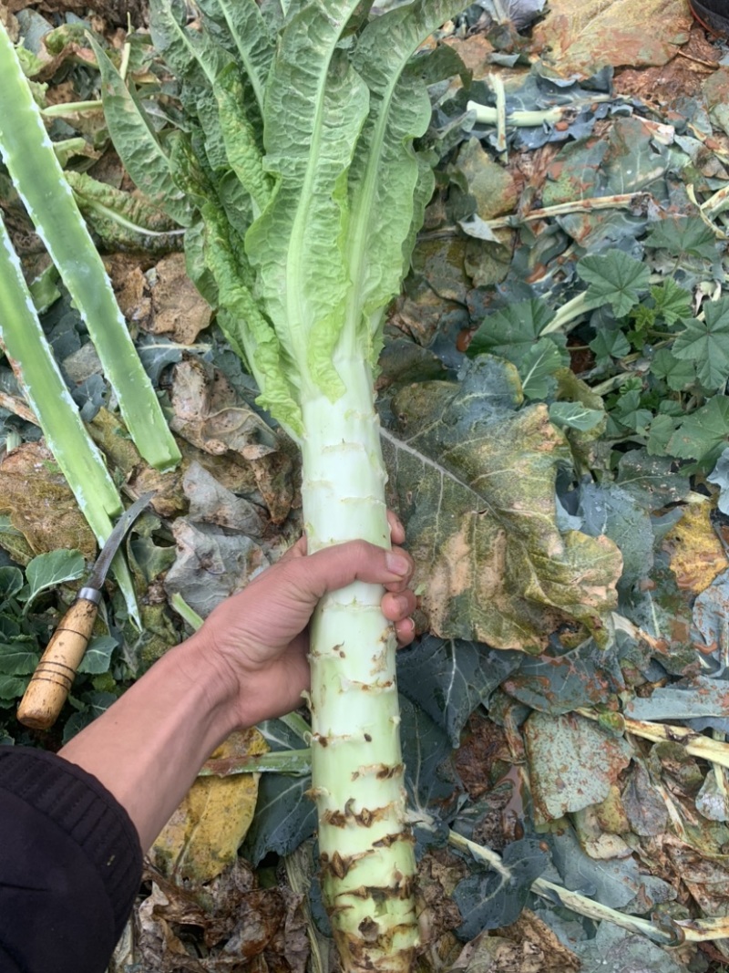 精品杆子，产地直发，大量现货，欢迎合作