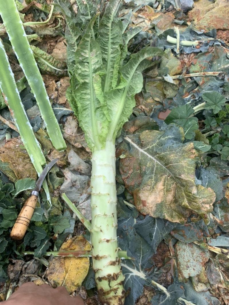精品杆子，产地直发，大量现货，欢迎合作