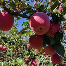 甘肃平凉静宁红富士苹果/苹果大量供应新鲜采摘对接全国市场