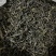 野生红茶、大树普洱茶毛料、300年左右古树普洱茶毛料！
