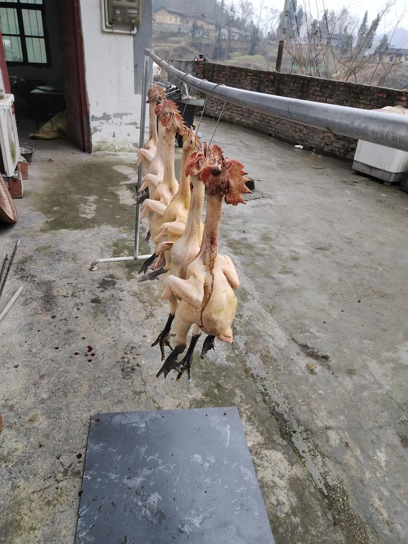 陕西安康市石泉县散养土鸡，仅供400只。