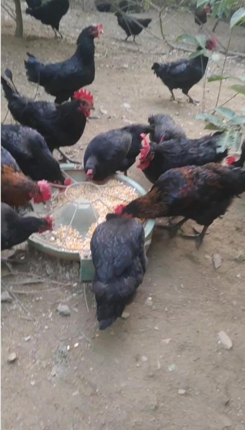 陕西安康市石泉县散养土鸡，仅供400只。