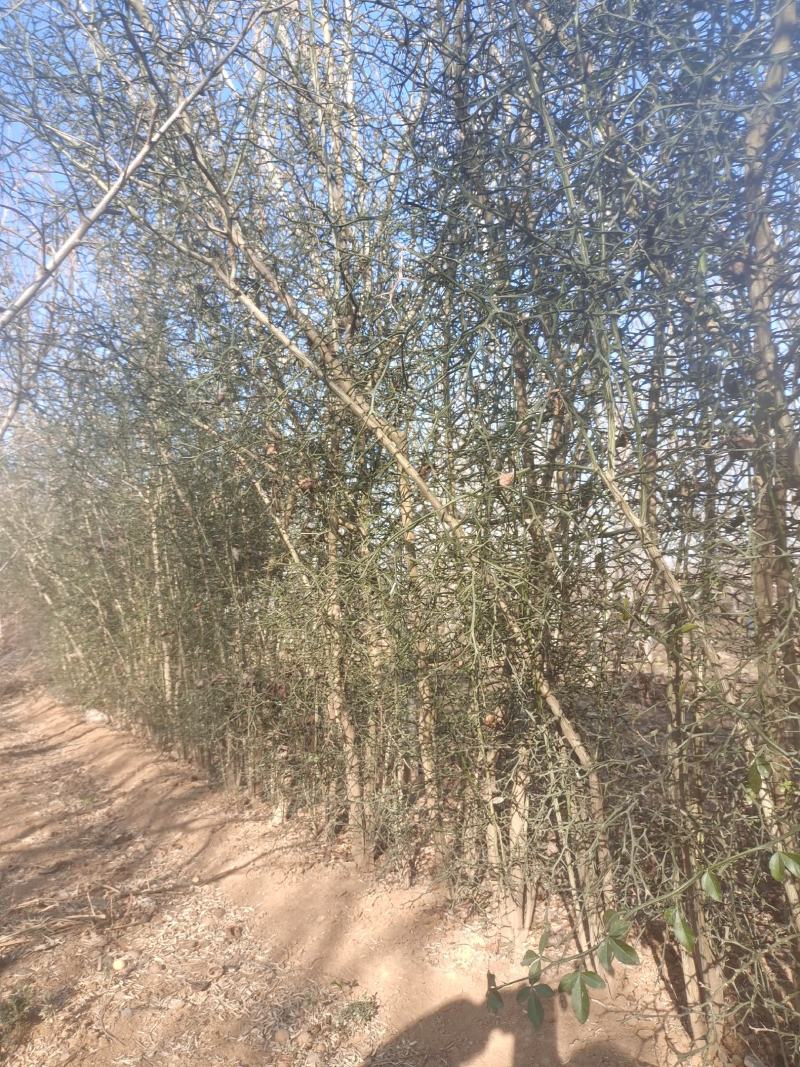 铁离寨小苗