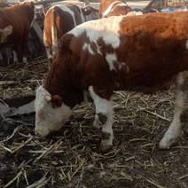 山东菏泽西门塔尔肉牛自家养殖常年出售一首货源