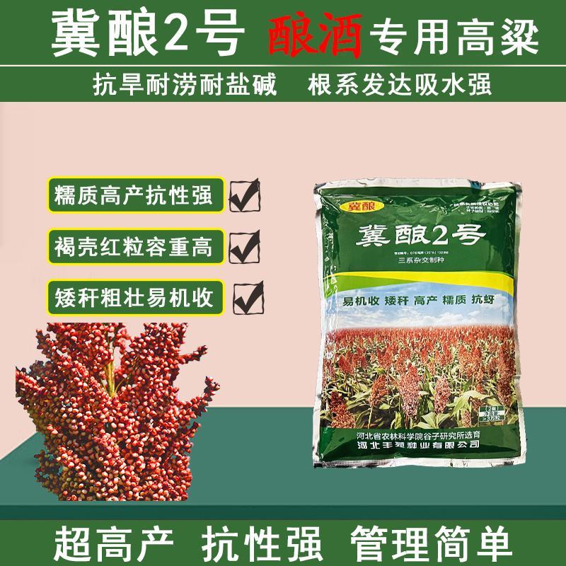 抗虫酿酒专用糯高粱冀酿2号，高粱价格高矮杆大穗产量高