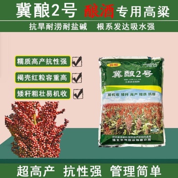 抗虫酿酒专用糯高粱冀酿2号，高粱价格高矮杆大穗产量高