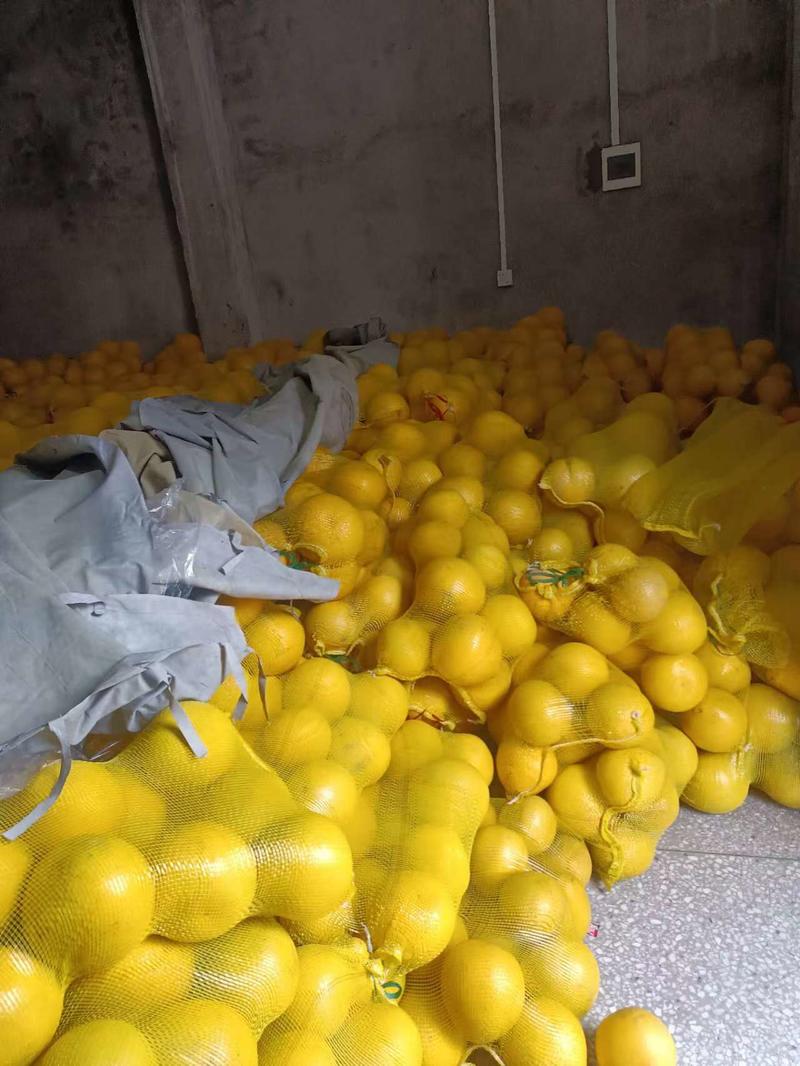 重庆柚子大量上市产地供应质量保证货源充足欢迎订购