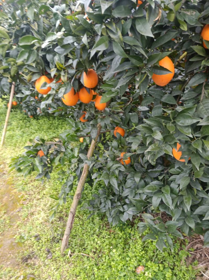 重庆奉节脐橙纽荷尔