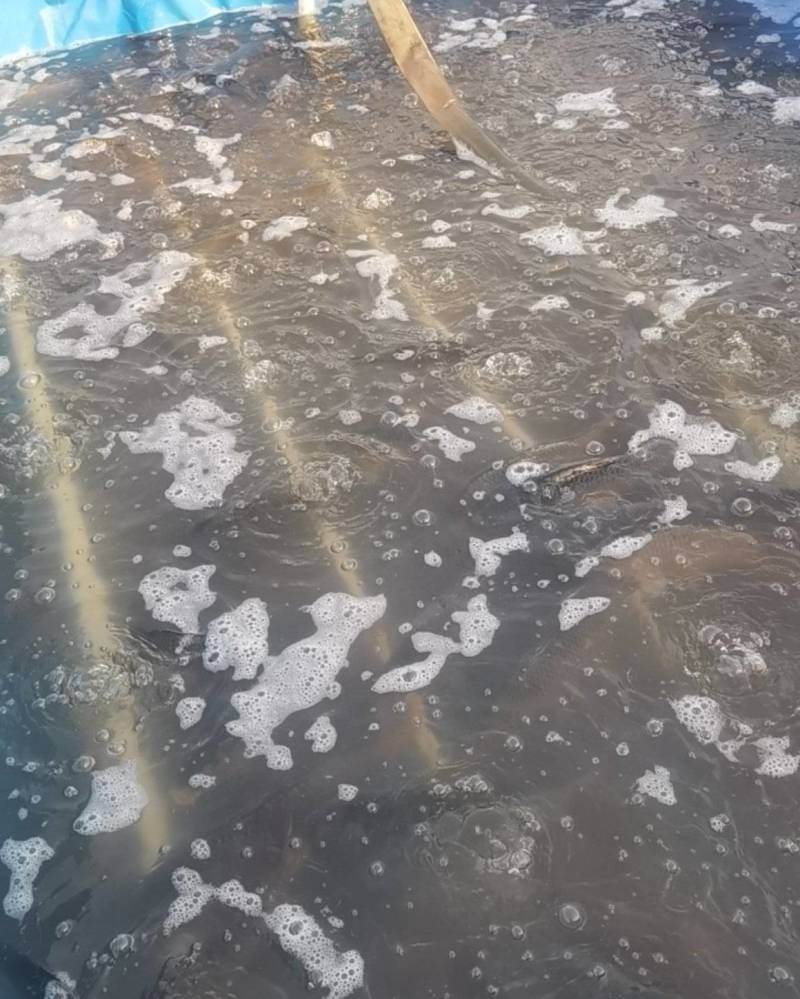 鲤鱼