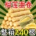 【蛋卷】（整箱240支）猫山王榴莲蛋卷酥鸡蛋卷食品
