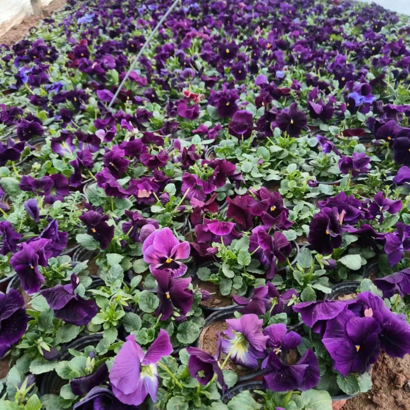 三色堇角堇盆栽苗冬季室外耐寒冷猫儿脸庭院阳台盆栽花卉蝴蝶