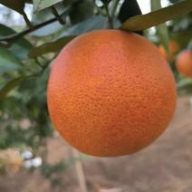 精品血橙货源充足皮薄多汁一手货源量大从优质量保证
