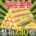 【蛋卷】【整箱240根】猫山王榴莲蛋卷酥办公室休闲零食