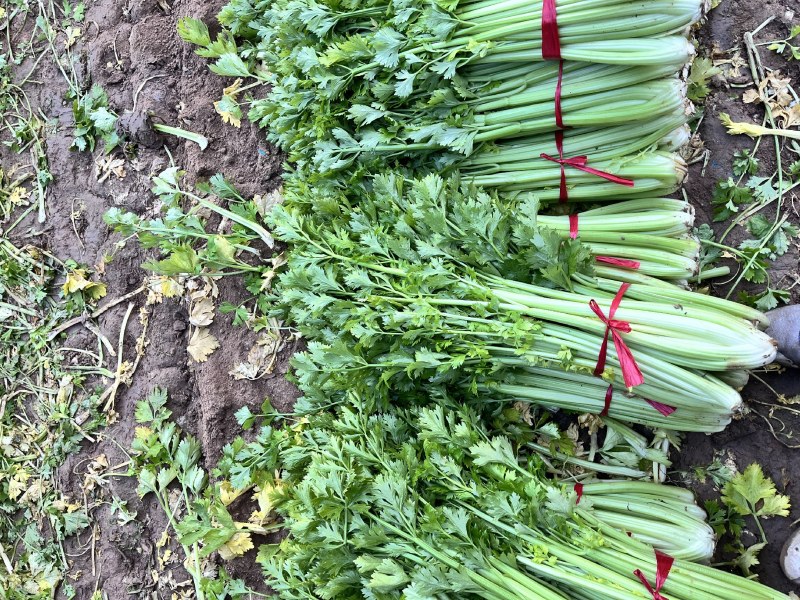 芹菜大量出售，有70公分高的，有60公分高的，电话详聊