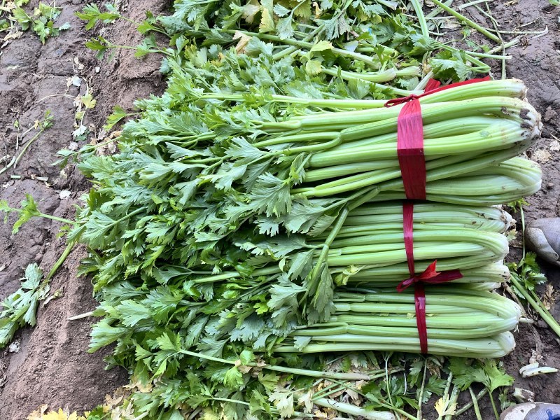 芹菜大量出售，有70公分高的，有60公分高的，电话详聊