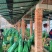芹菜大量出售，有70公分高的，有60公分高的，电话详聊