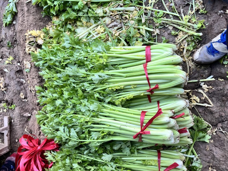 芹菜大量出售，有70公分高的，有60公分高的，电话详聊