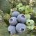 珠宝蓝莓瑞卡蓝莓，薄雾蓝莓辽宁蓝莓质美价优电联