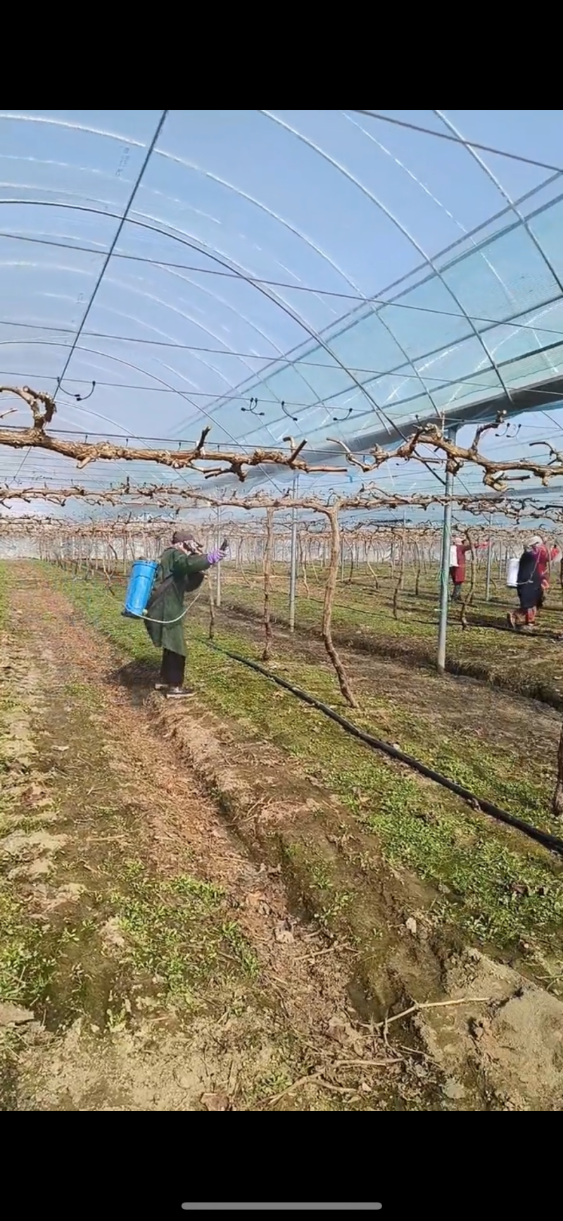 蔬菜种植温室大棚尺寸齐全带大棚膜全国发货包建