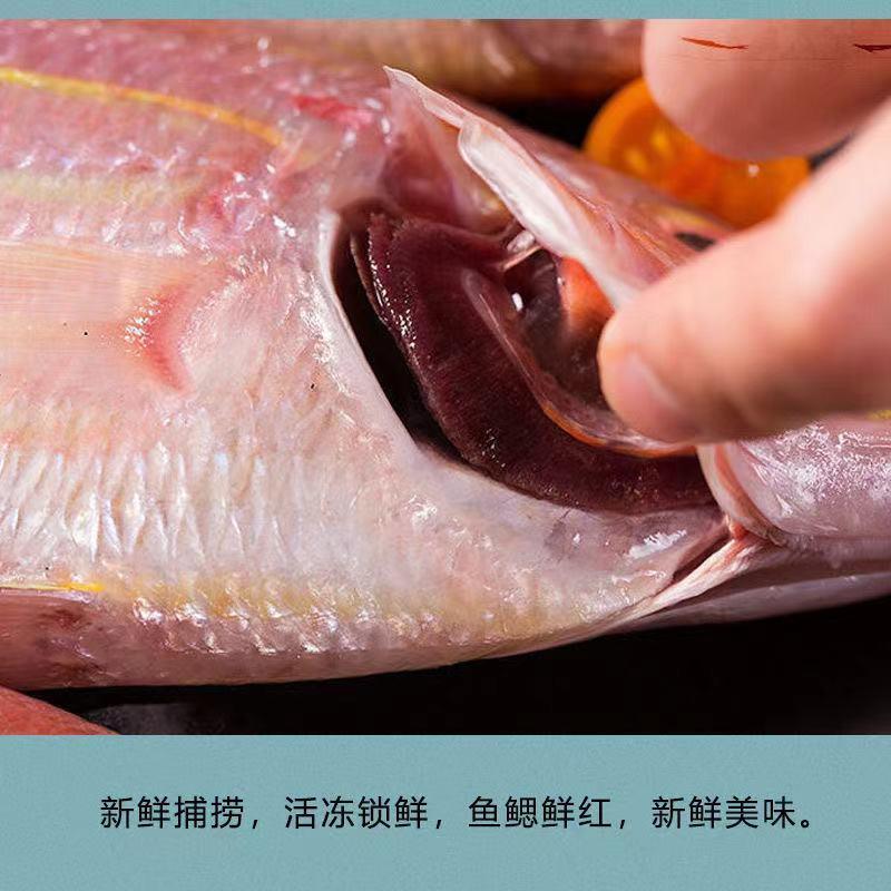 【湛江特产】红杉鱼新鲜去肚冷冻鲜活水产金丝鱼海钓海捕金线