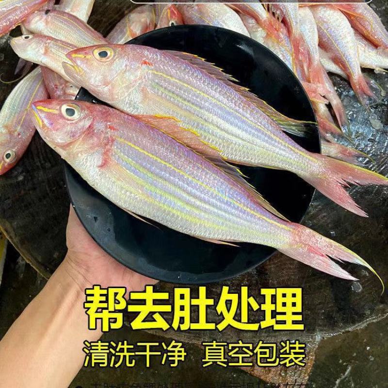 【湛江特产】红杉鱼新鲜去肚冷冻鲜活水产海钓海捕