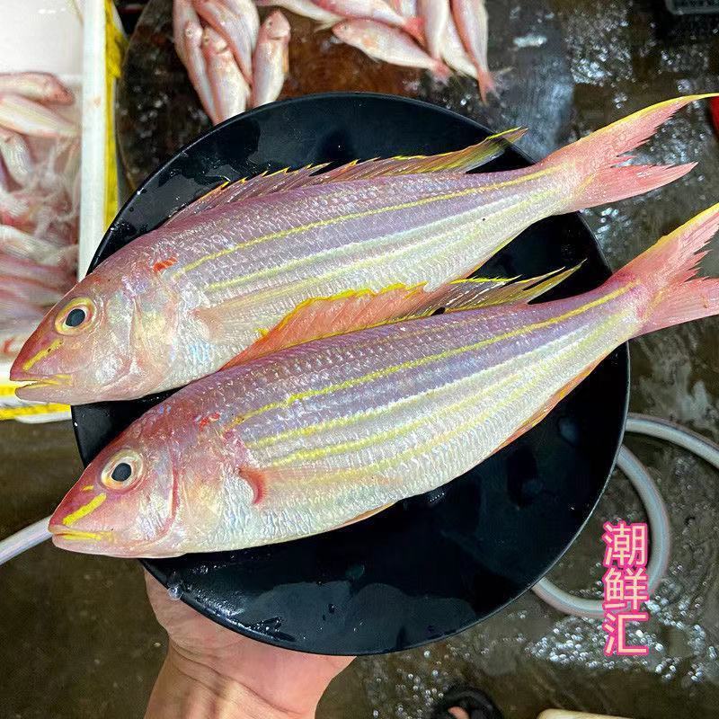 【湛江特产】红杉鱼新鲜去肚冷冻鲜活水产海钓海捕