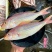 【湛江特产】红杉鱼新鲜去肚冷冻鲜活水产海钓海捕
