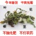 山东野生蒲公英纯草带根叶纯，量大从优，欢迎采购