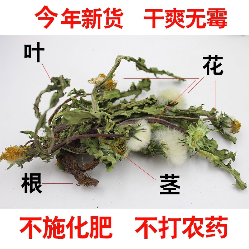 山东野生蒲公英纯草带根叶纯，量大从优，欢迎采购