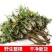 山东野生蒲公英纯草带根叶纯，量大从优，欢迎采购