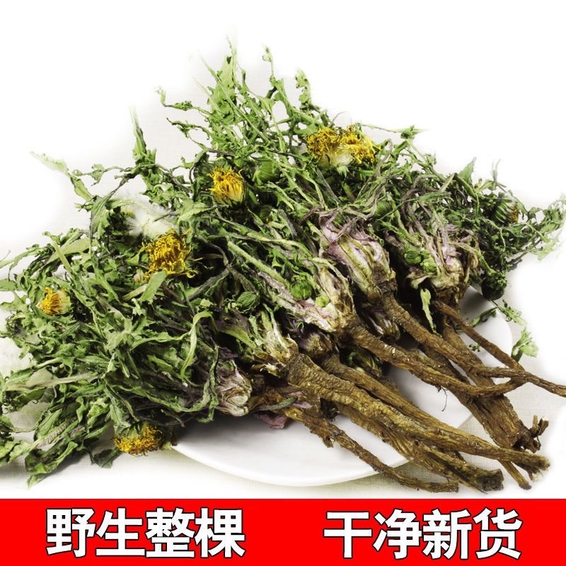 山东野生蒲公英纯草带根叶纯，量大从优，欢迎采购
