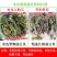 山东野生蒲公英纯草带根叶纯，量大从优，欢迎采购