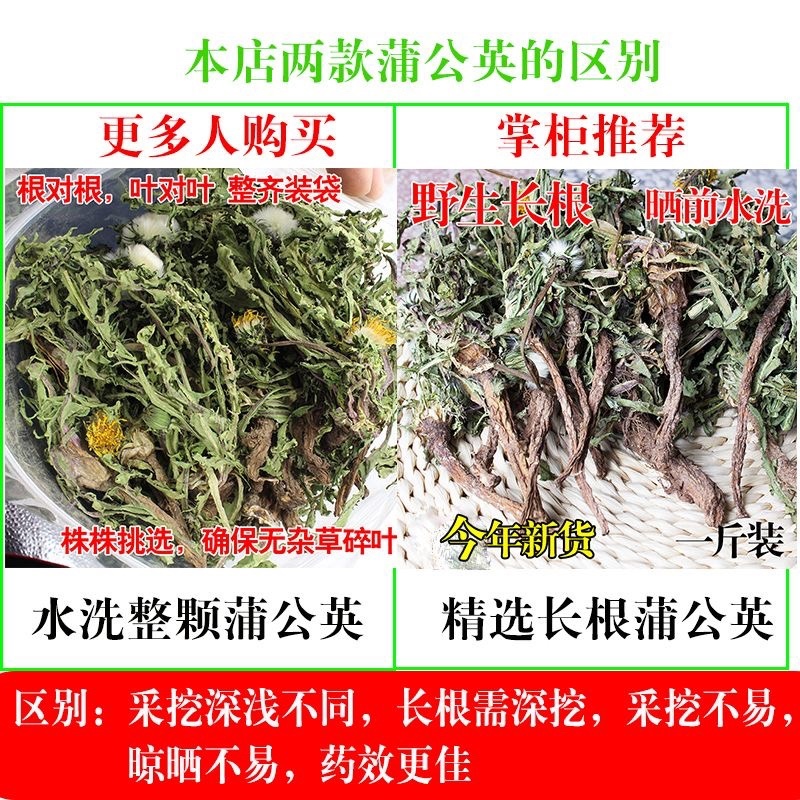 山东野生蒲公英纯草带根叶纯，量大从优，欢迎采购
