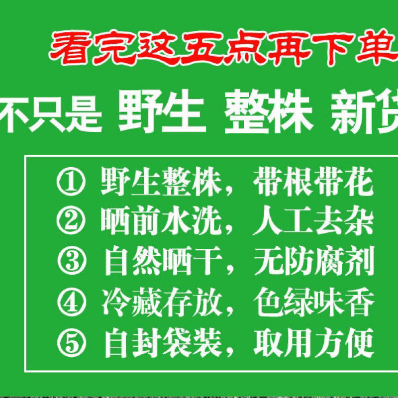 山东野生蒲公英纯草带根叶纯，量大从优，欢迎采购